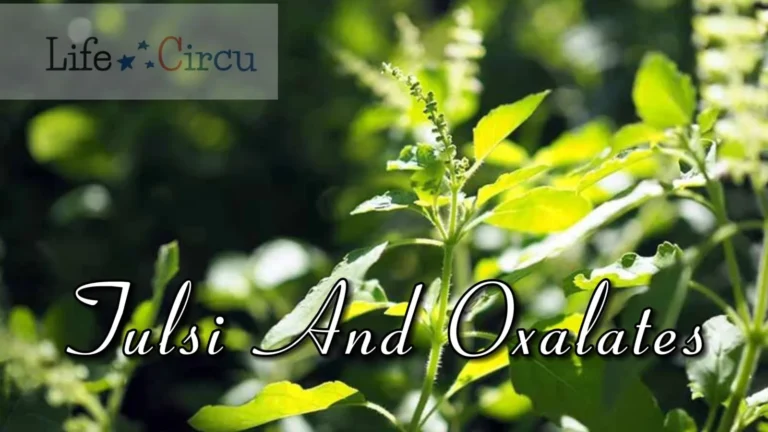 tulsi oxalates