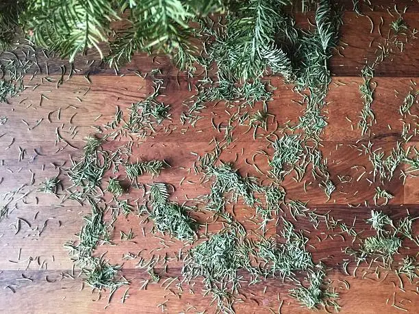 Rosemary Substitute