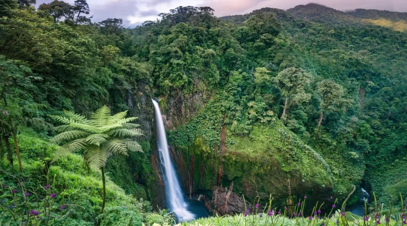 Costa Rica Rainforest