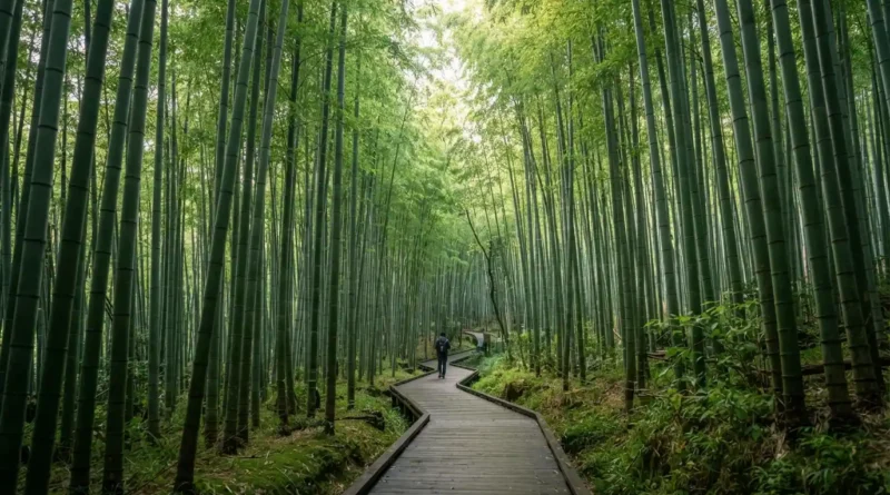 Kyoto must do guide showing Fushimi Inari torii gates and Arashiyama bamboo grove