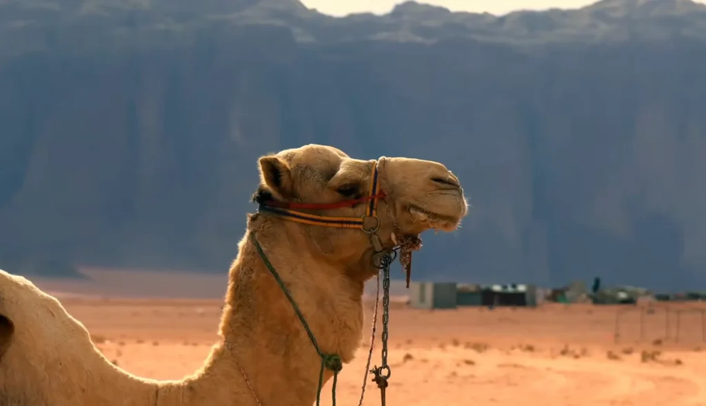 Things to Do in Jordan