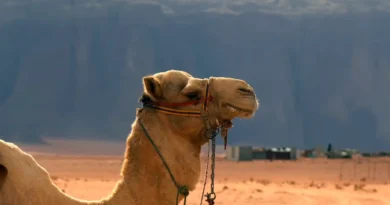 Things to Do in Jordan