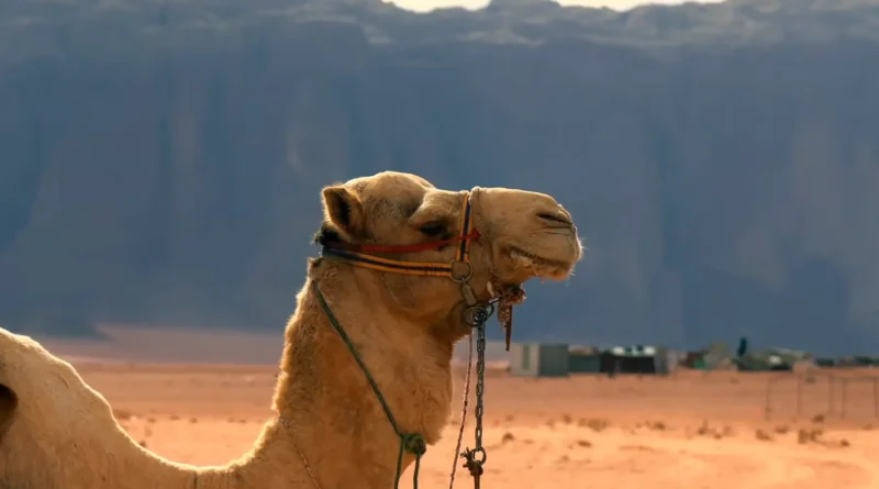 Things to Do in Jordan