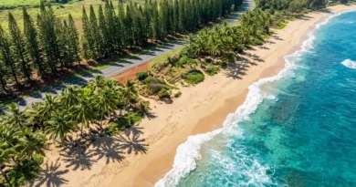 North Shore Beach Oahu aerial with palms and sand